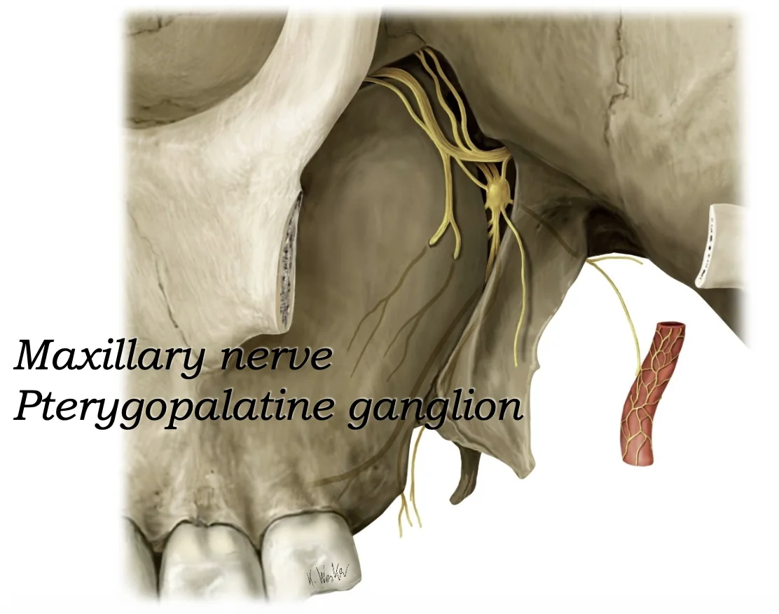 Pterygopalatine Ganglion