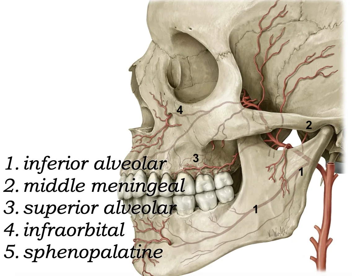 Maxillary Artery