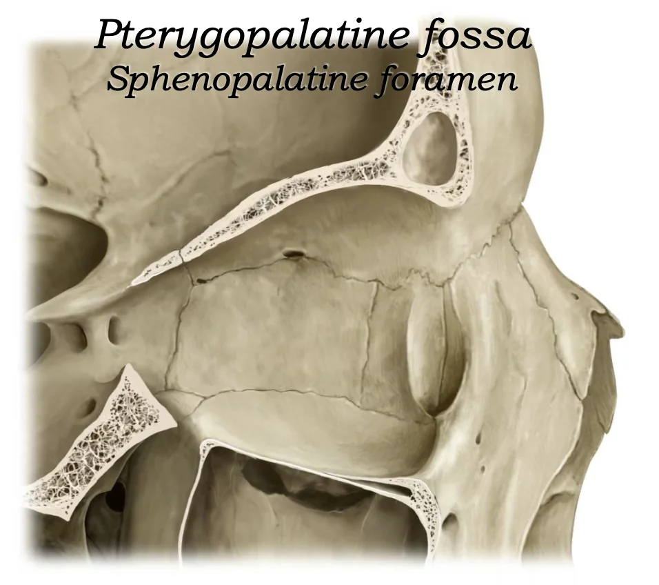 Sphenopalatine Foramen