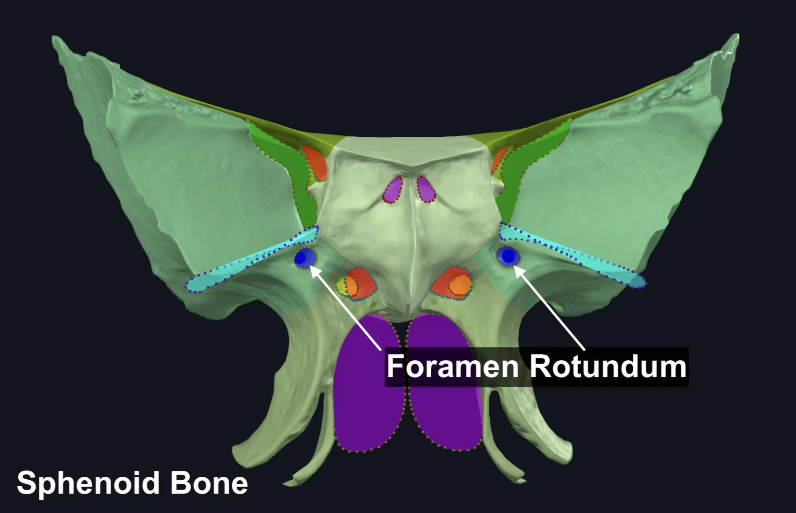 Foramen Rotundum