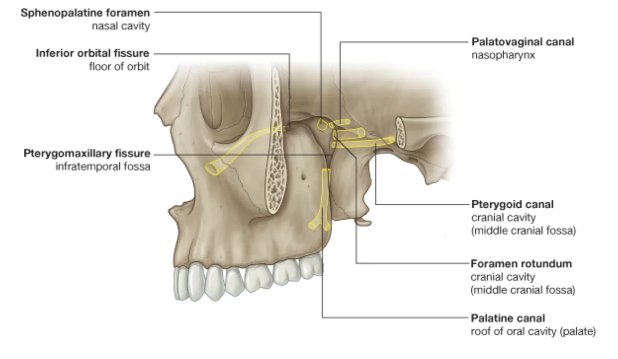 Pterygopalatine fossa