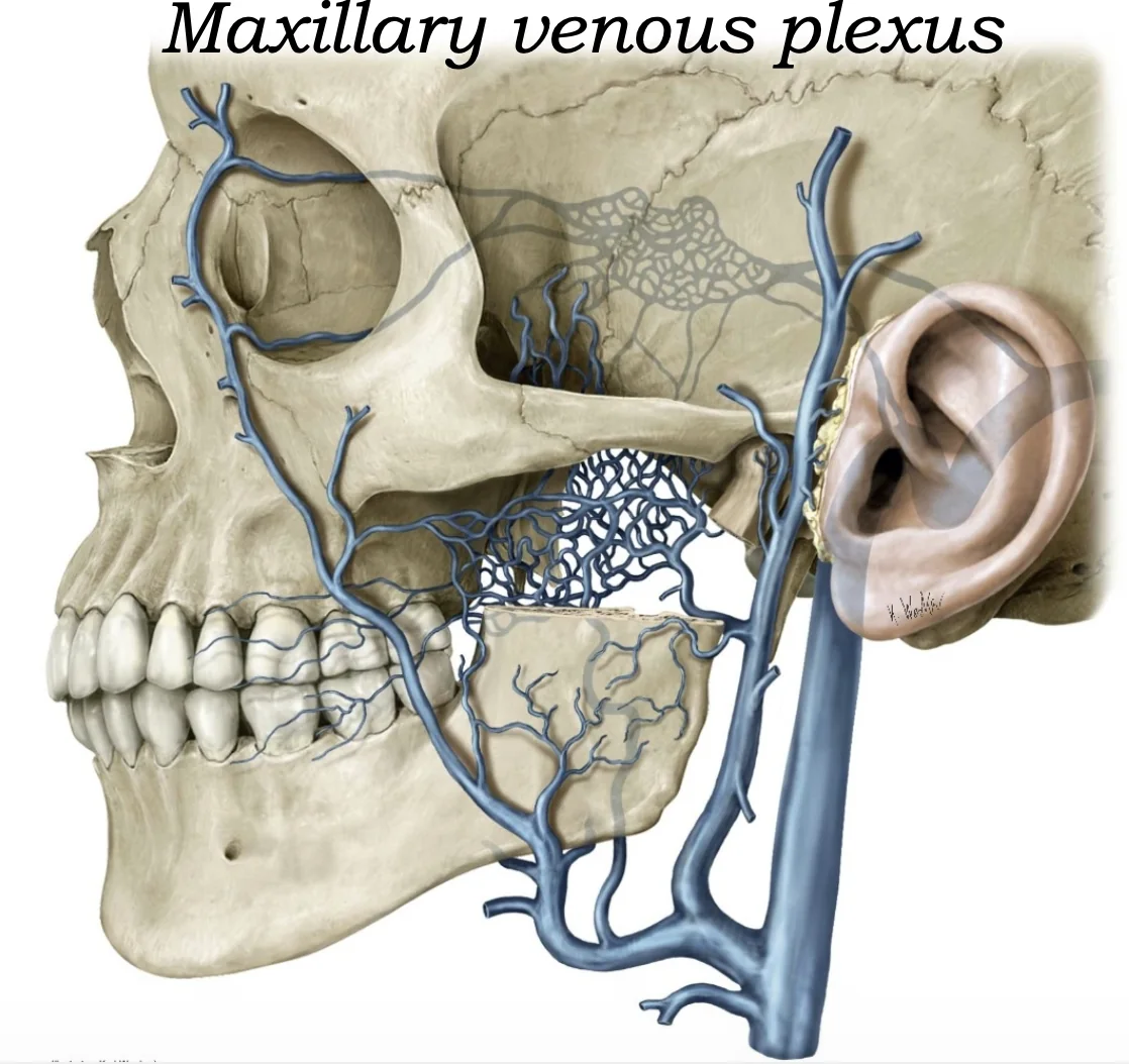 Maxillary Venous Plexus