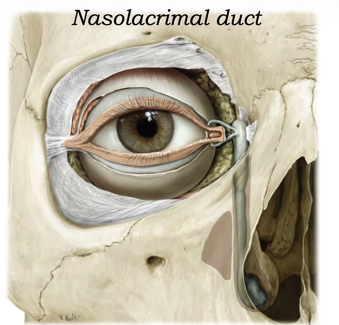 Nasolacrimal Duct