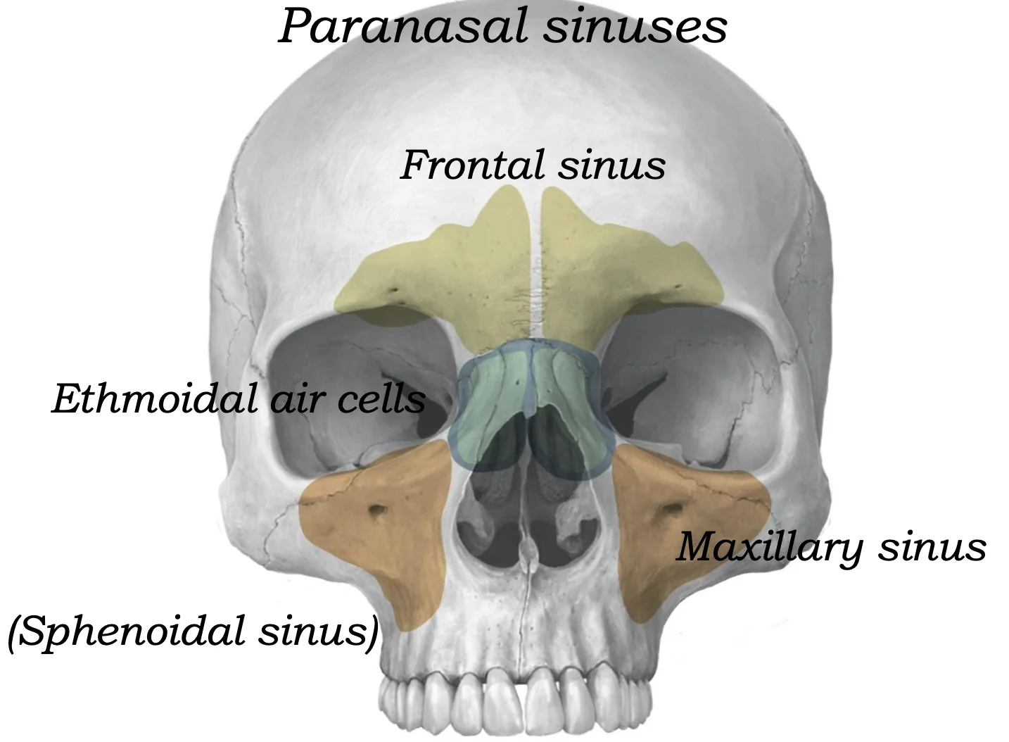 Paranasal Sinuses