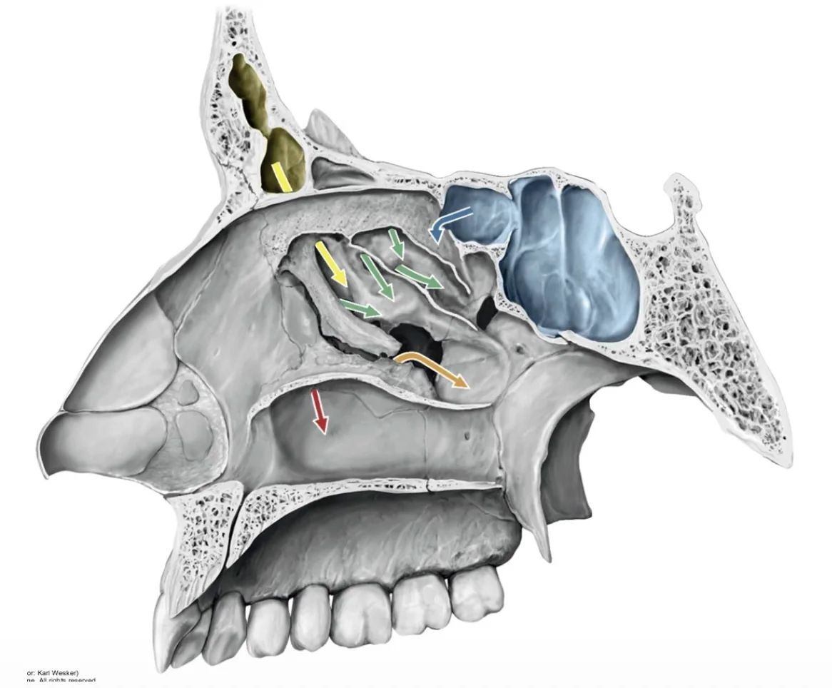 Sphenoid Sinus, מתנקז ל־Sphenoethmoidal recess