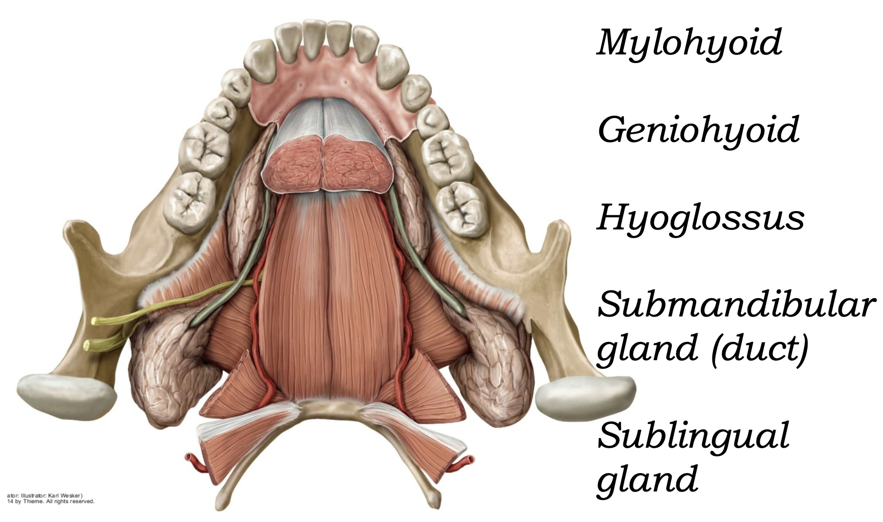 Submandibular Gland
