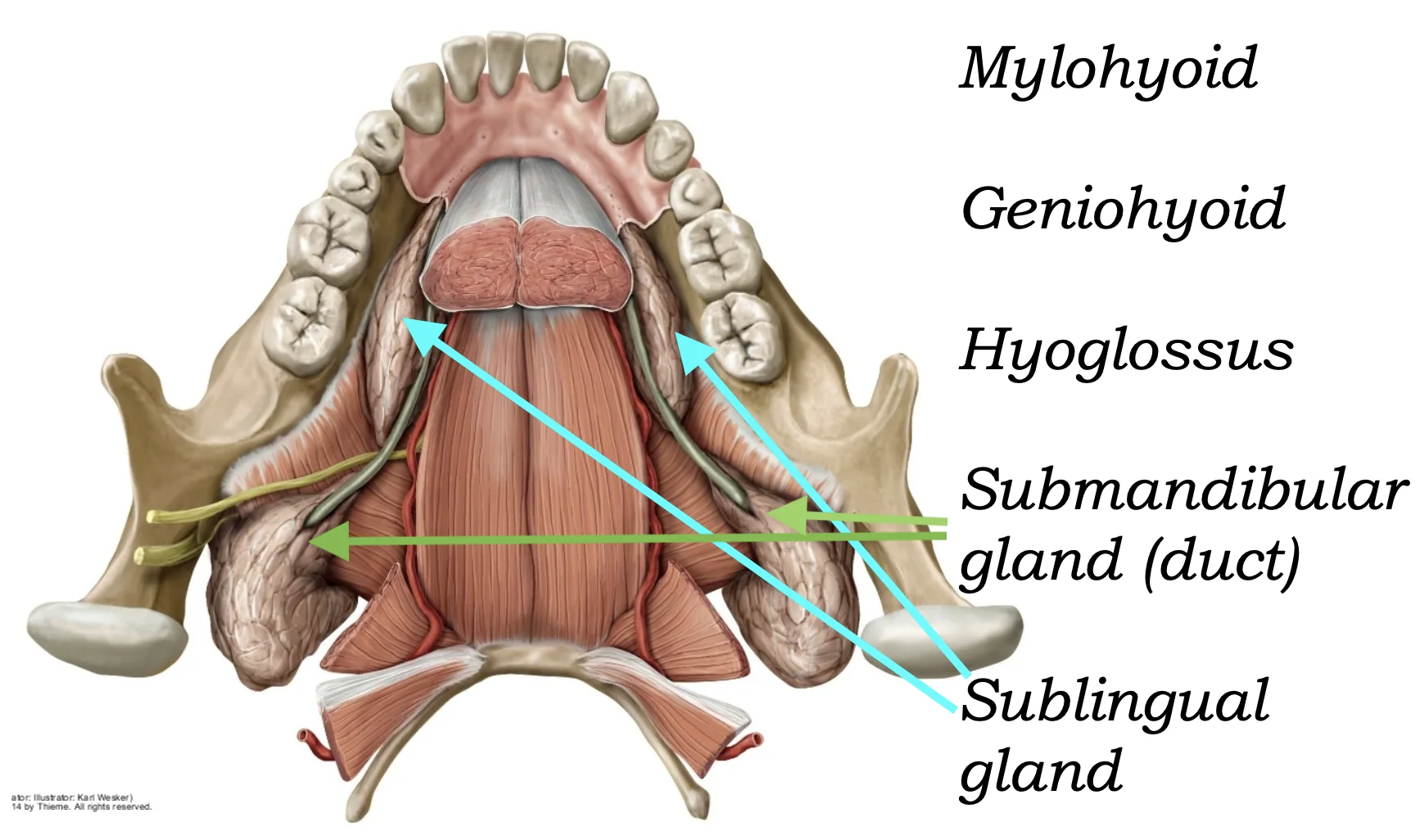 Submandibular Gland
