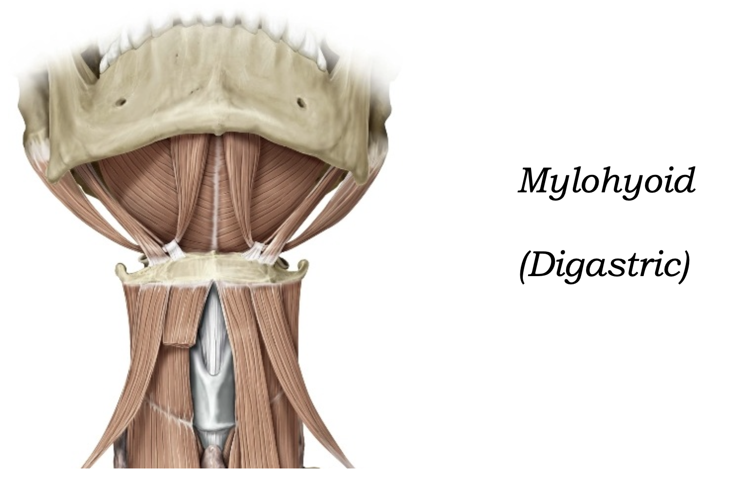 Mylohyoid