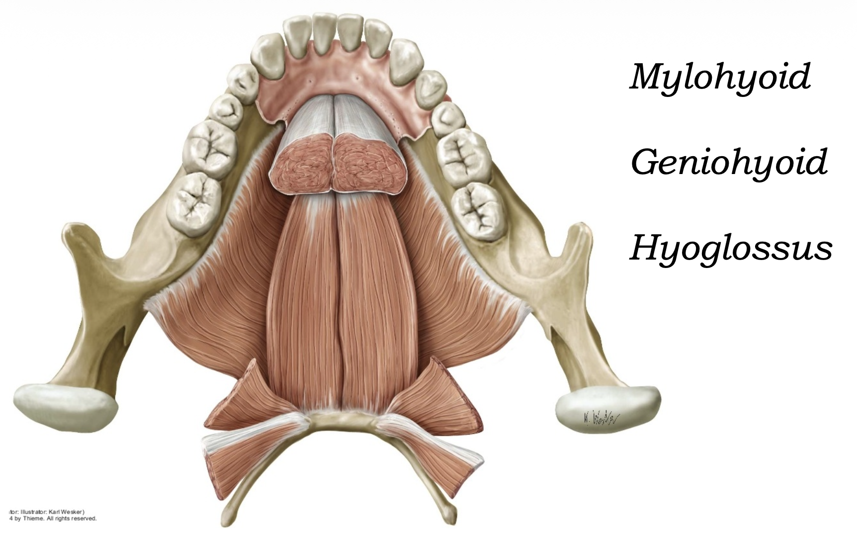 Geniohyoid