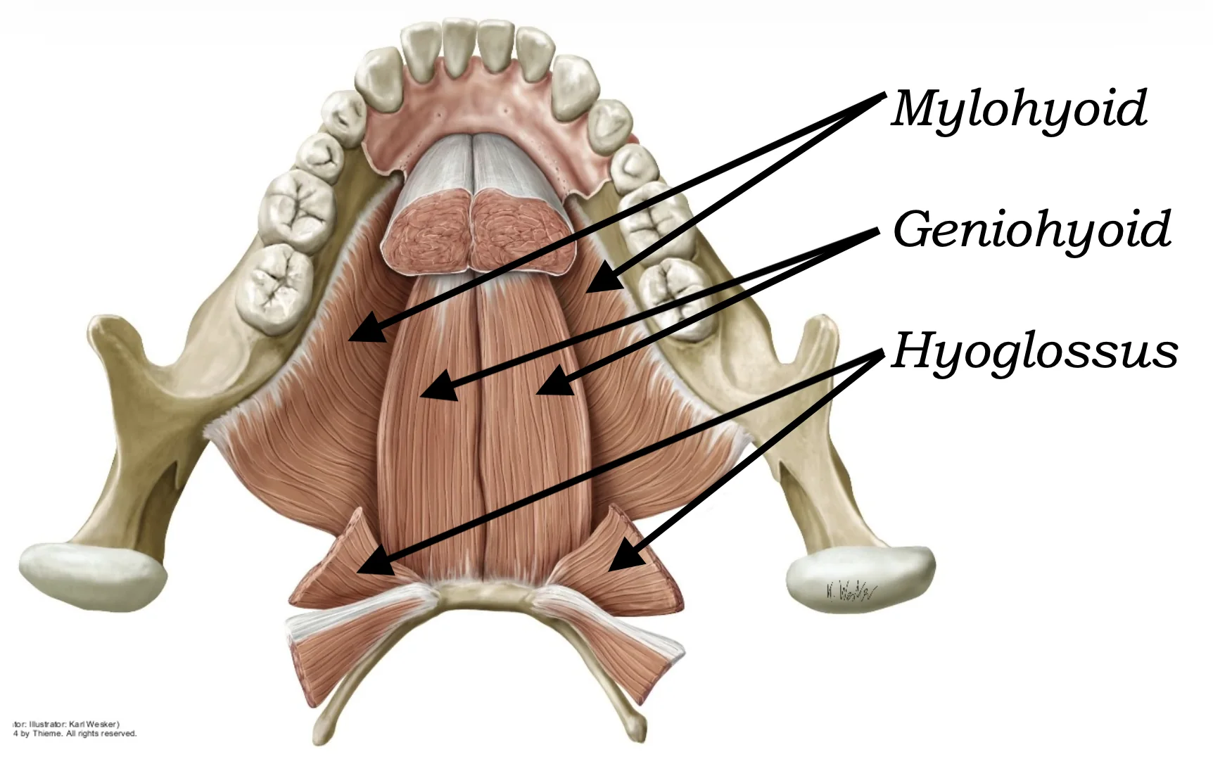 Geniohyoid