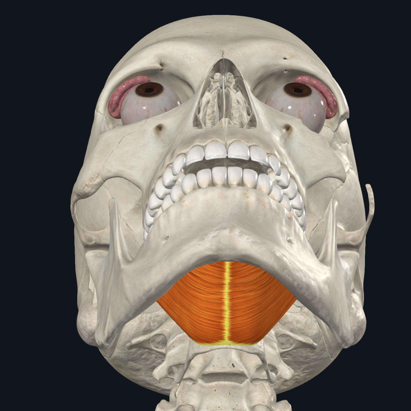Mylohyoid