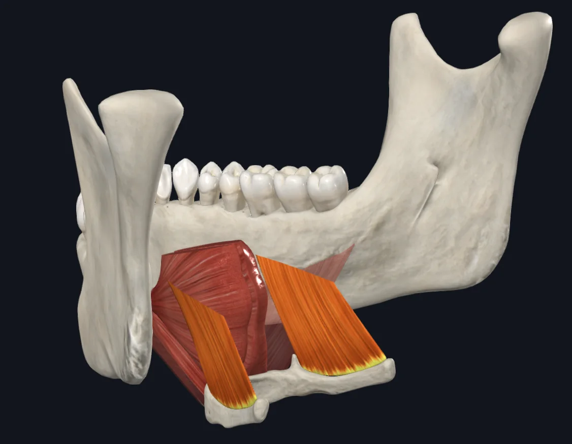 Hyoglossus