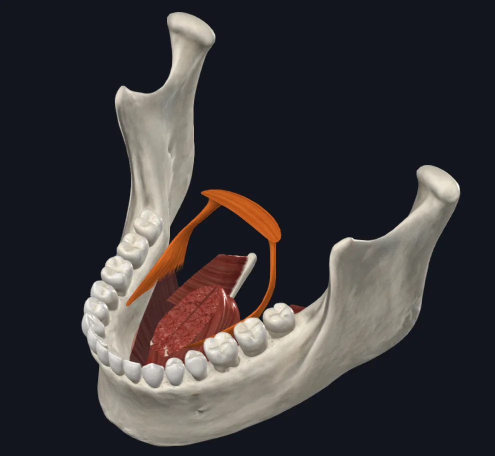 Palatoglossus