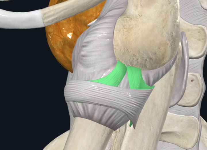 Radial Collateral Ligament (Left)