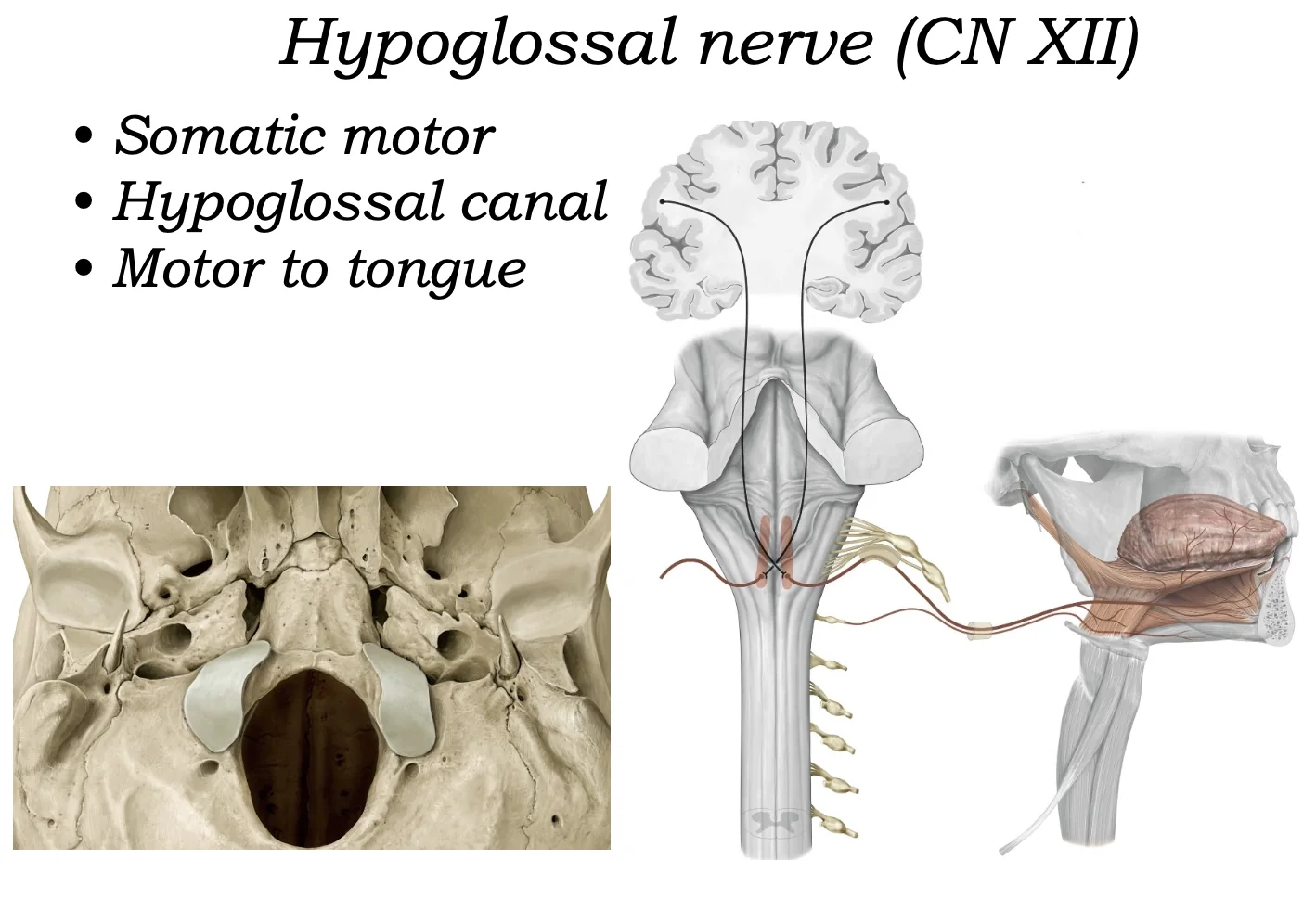 Hypoglossal Nerve