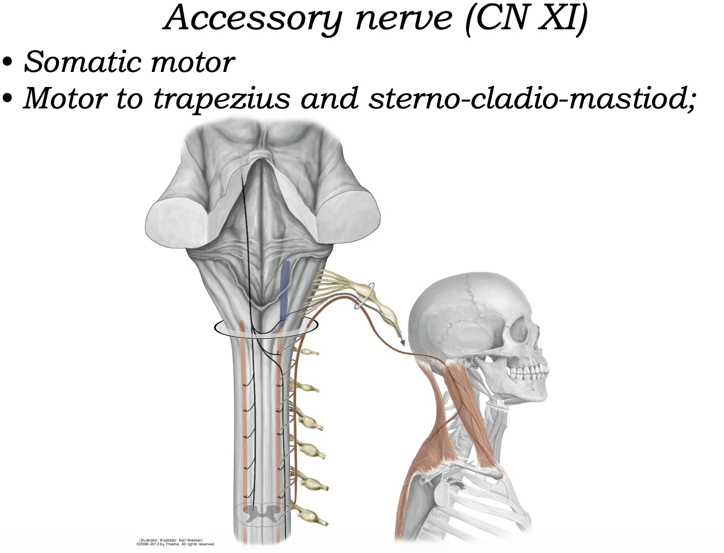 Accessory Nerve