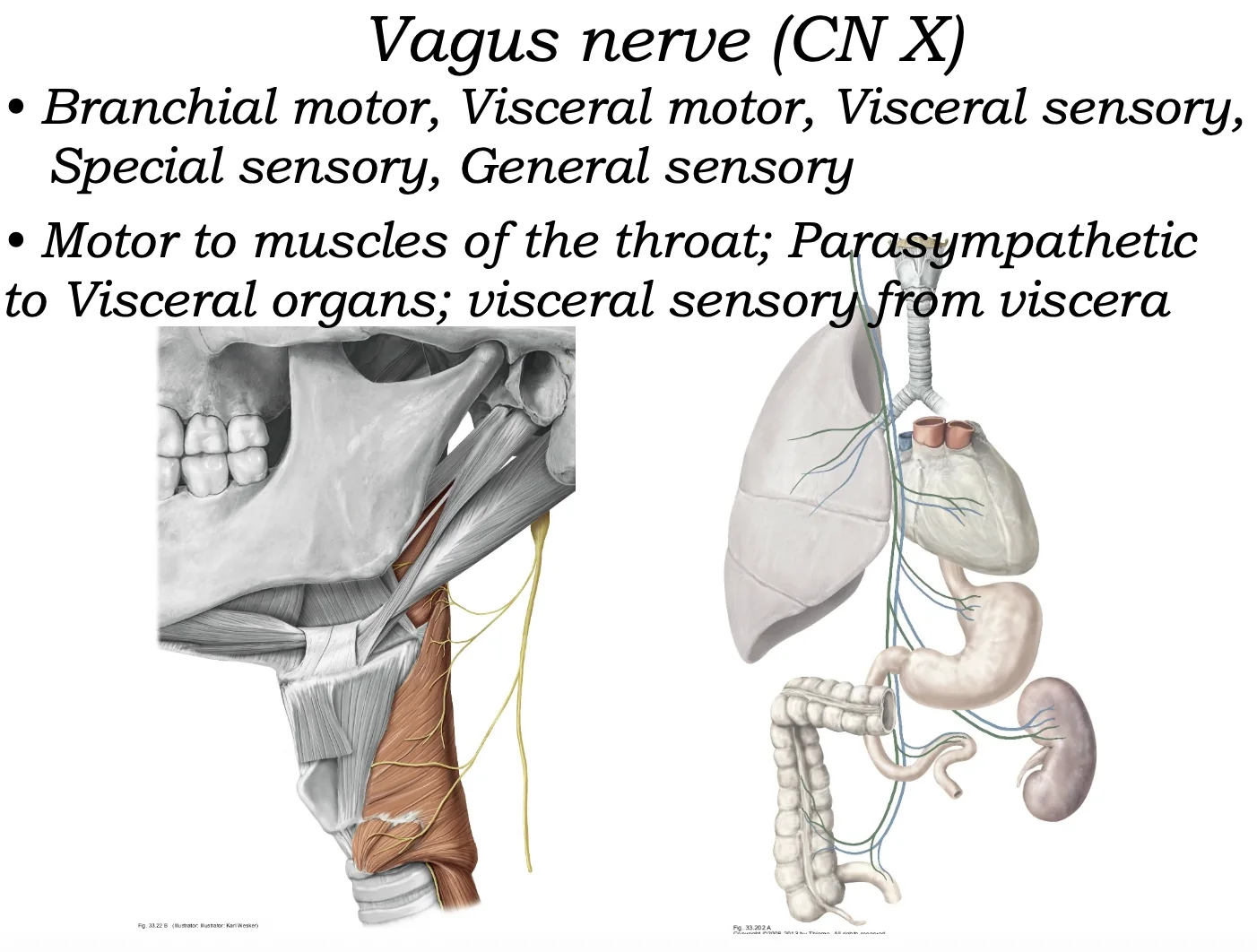 Vagus Nerve