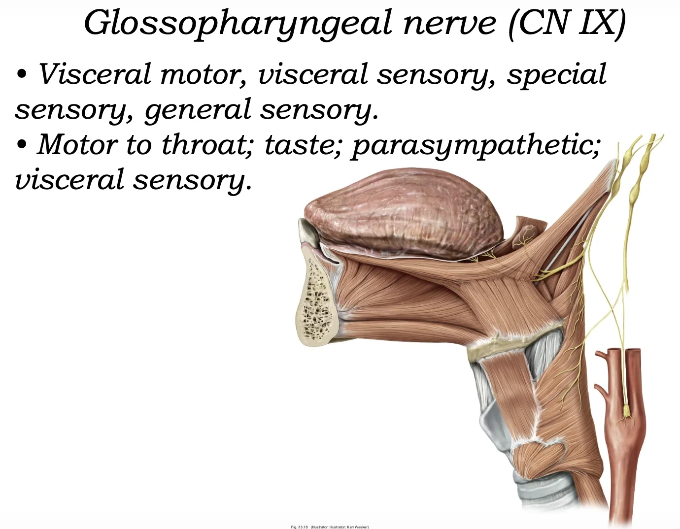 Glossopharyngeal Nerve