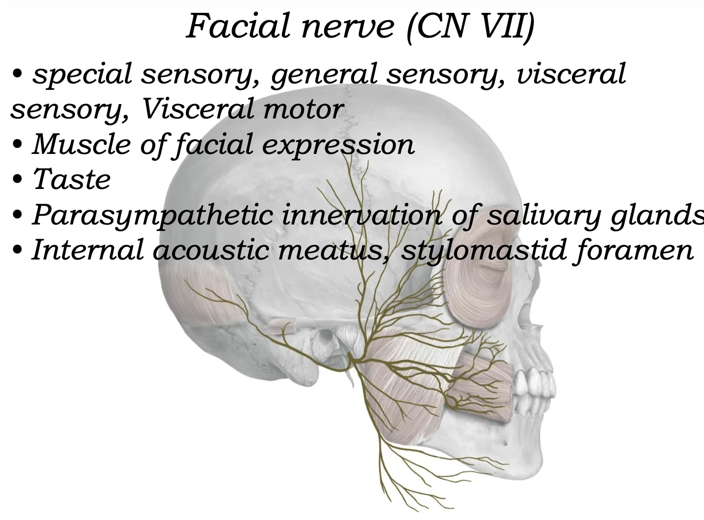 Facial Nerve