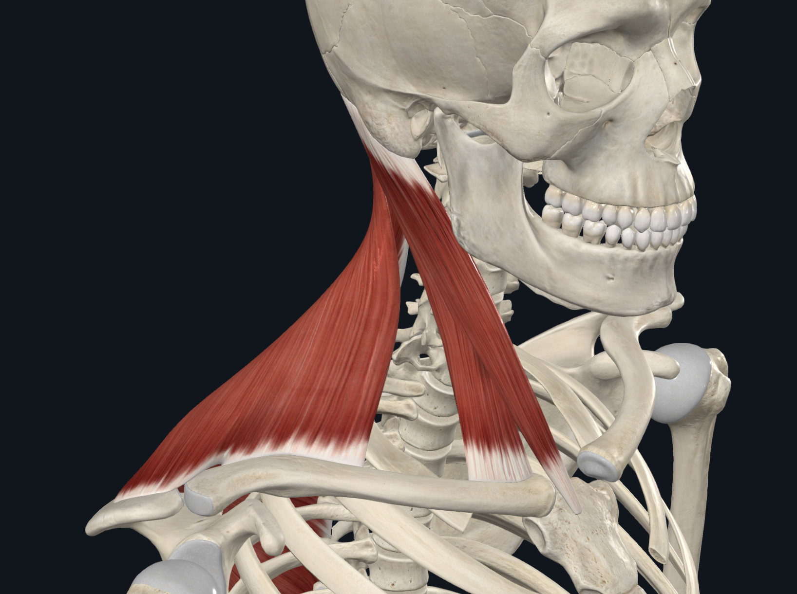 Posterior Triangle