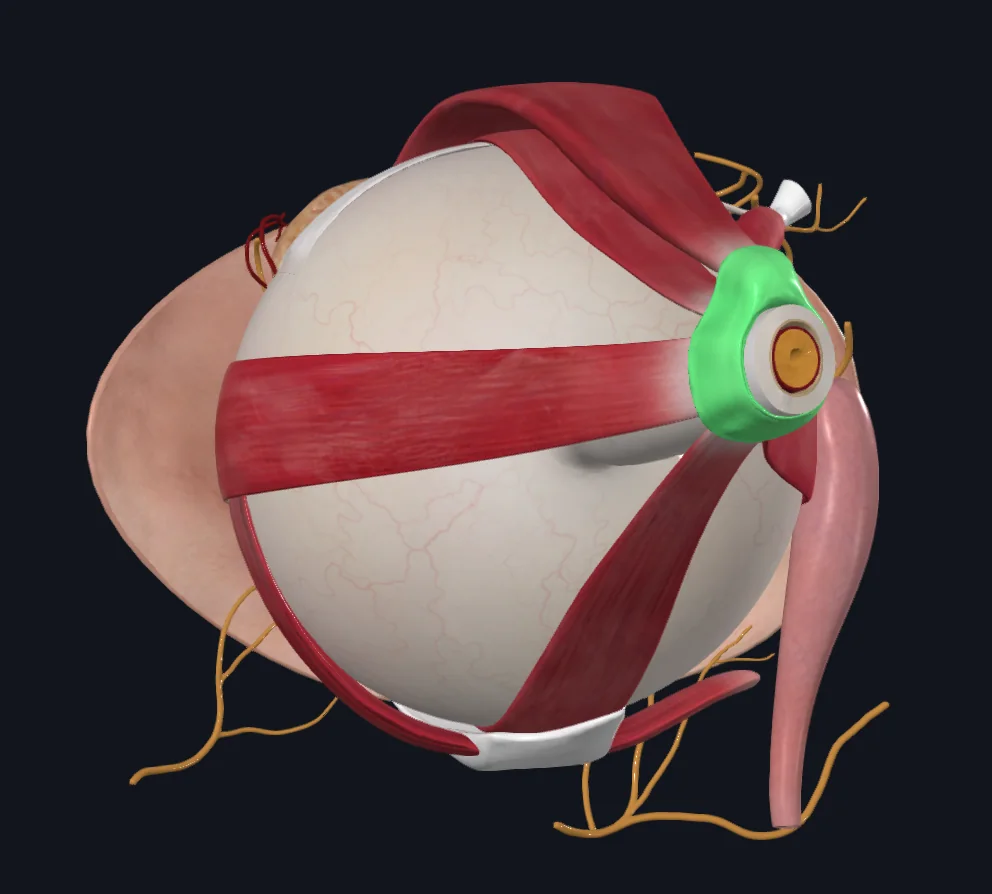 Common Tendinous Ring