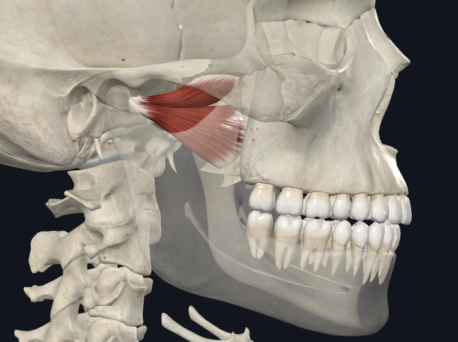 Lateral Pterygoid
