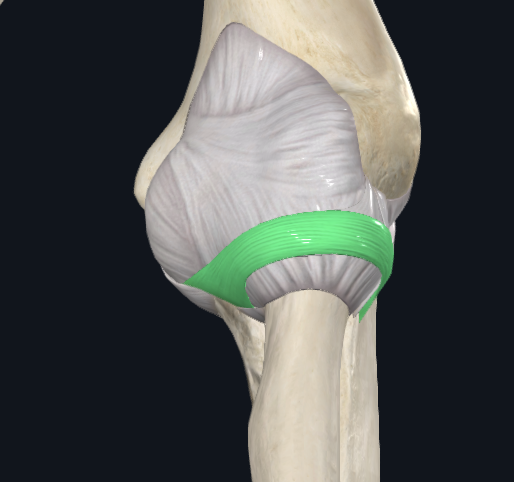 Annular Ligament of Radius (Left)
