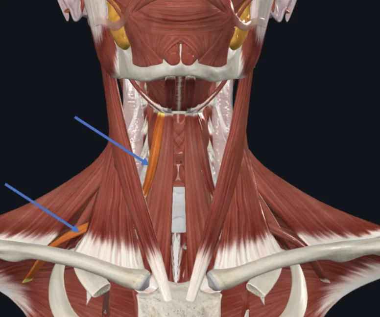 Omohyoid חולף פוסטריורית ל־SCM