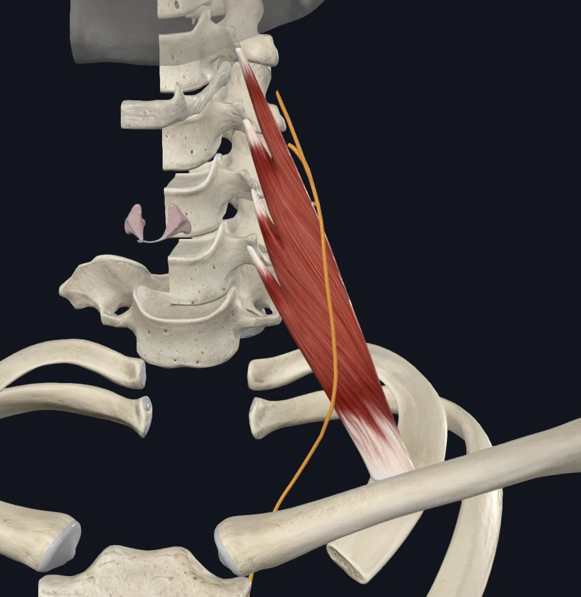 Phrenic Nerve on Anterior Scalenus