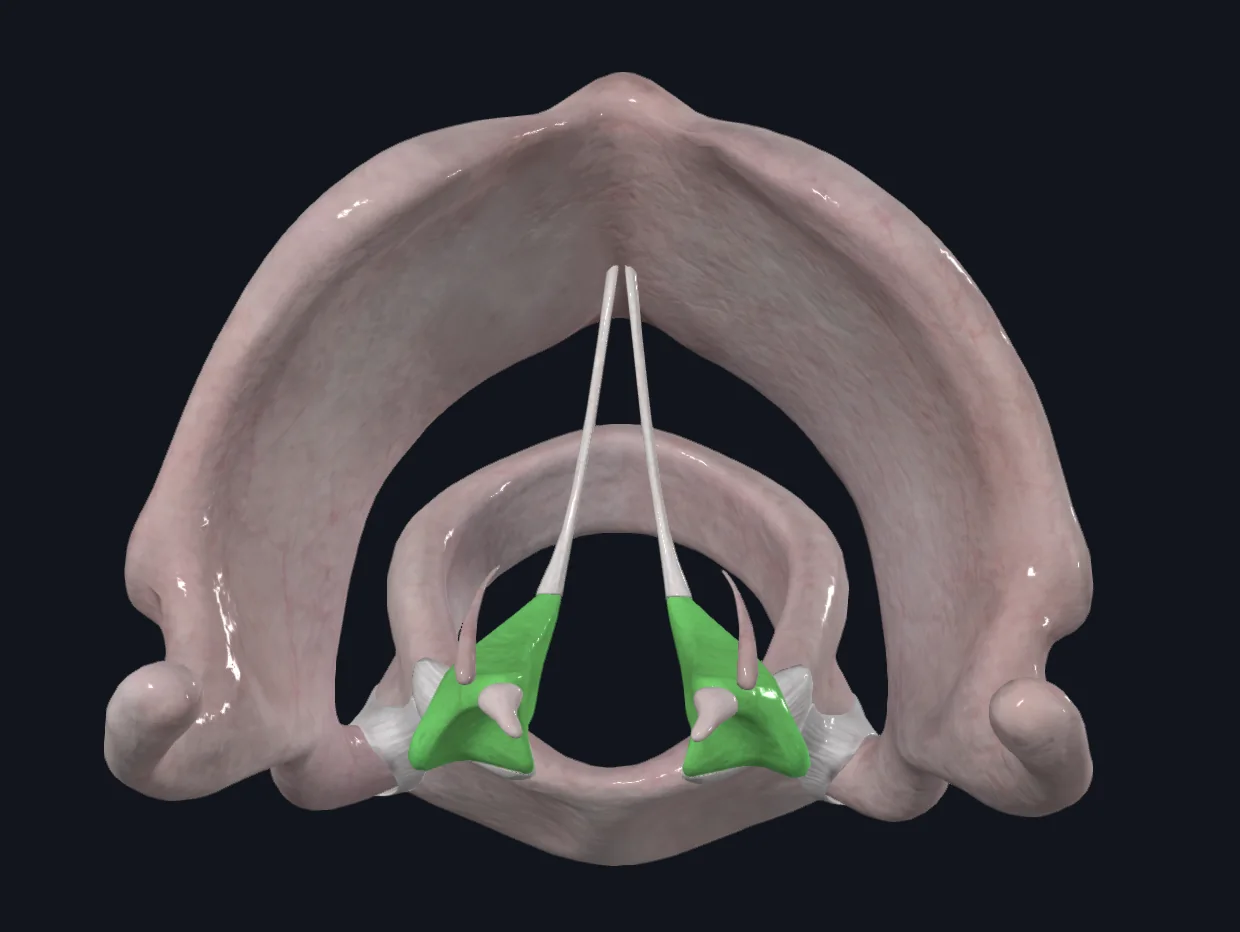 Arytenoid Cartilages