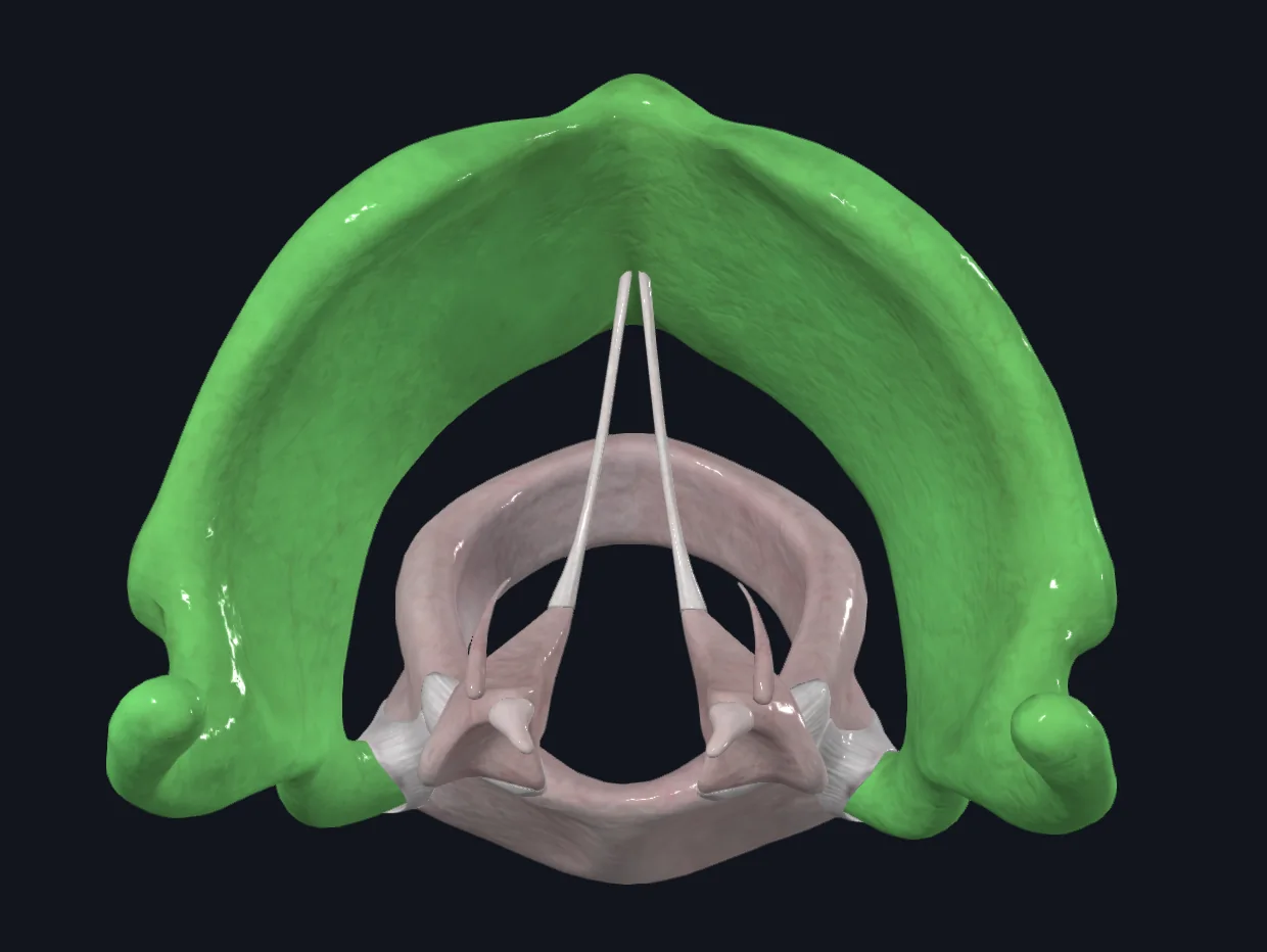 Thyroid Cartilage