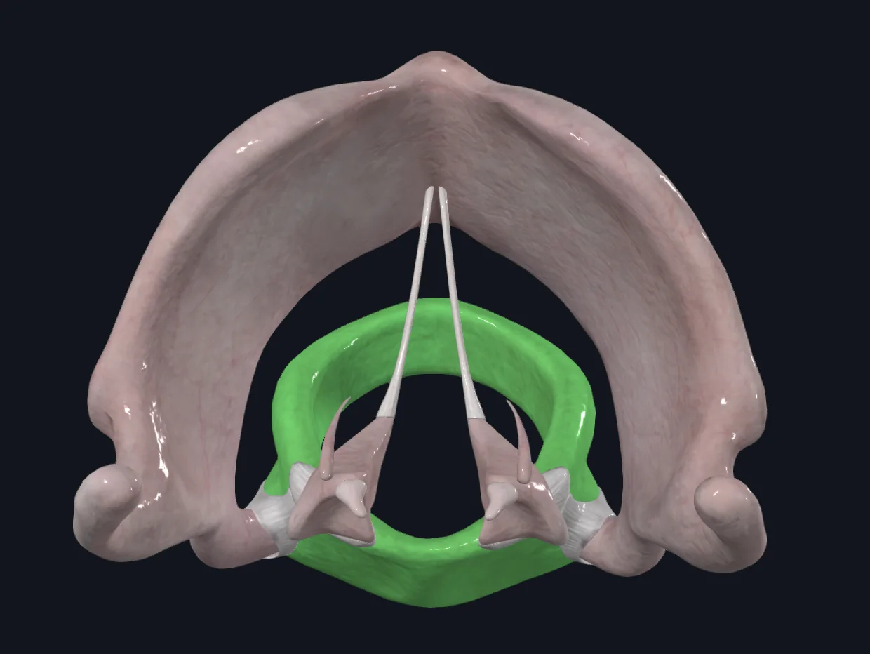 Cricoid Cartilage