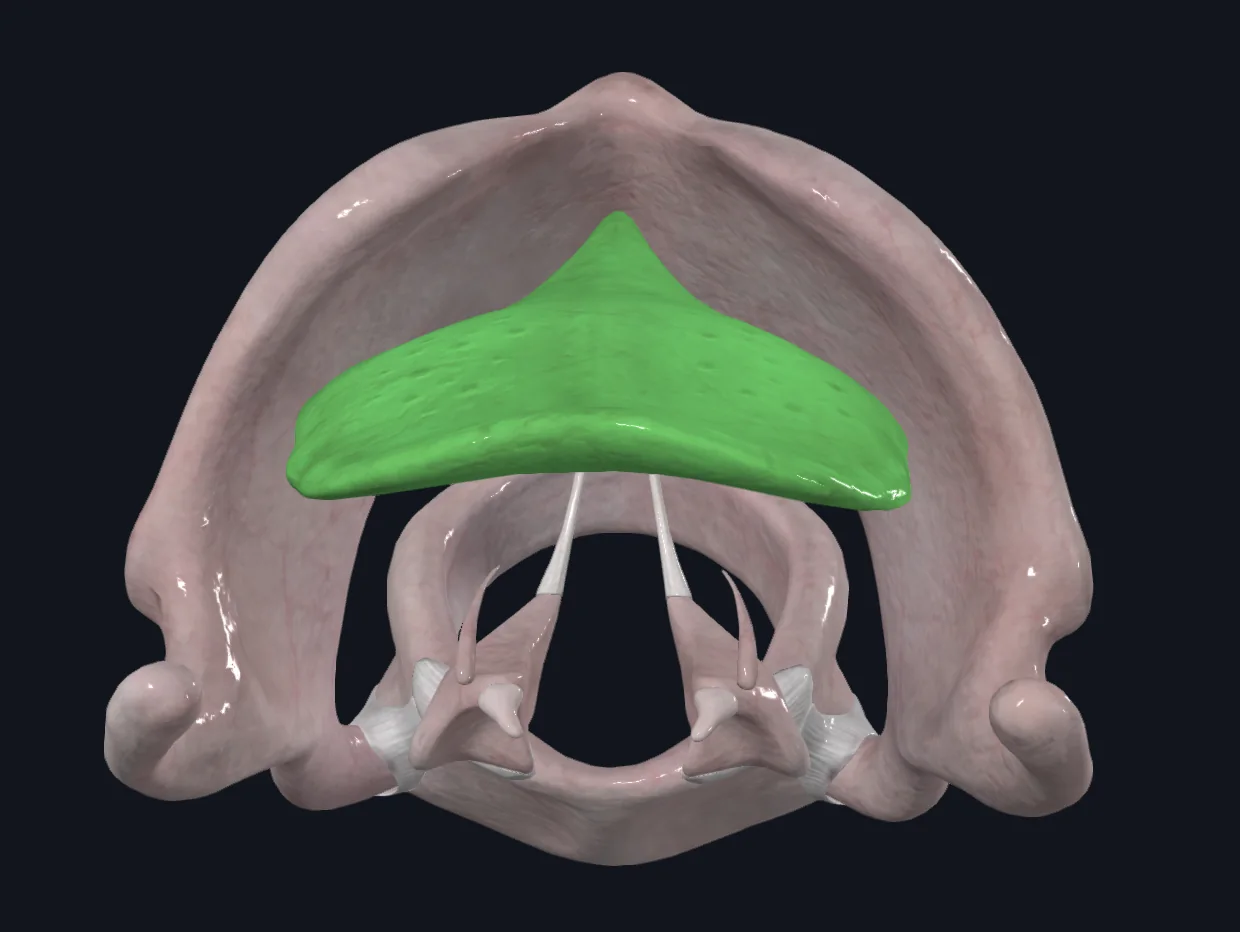 Epiglottis Cartilage