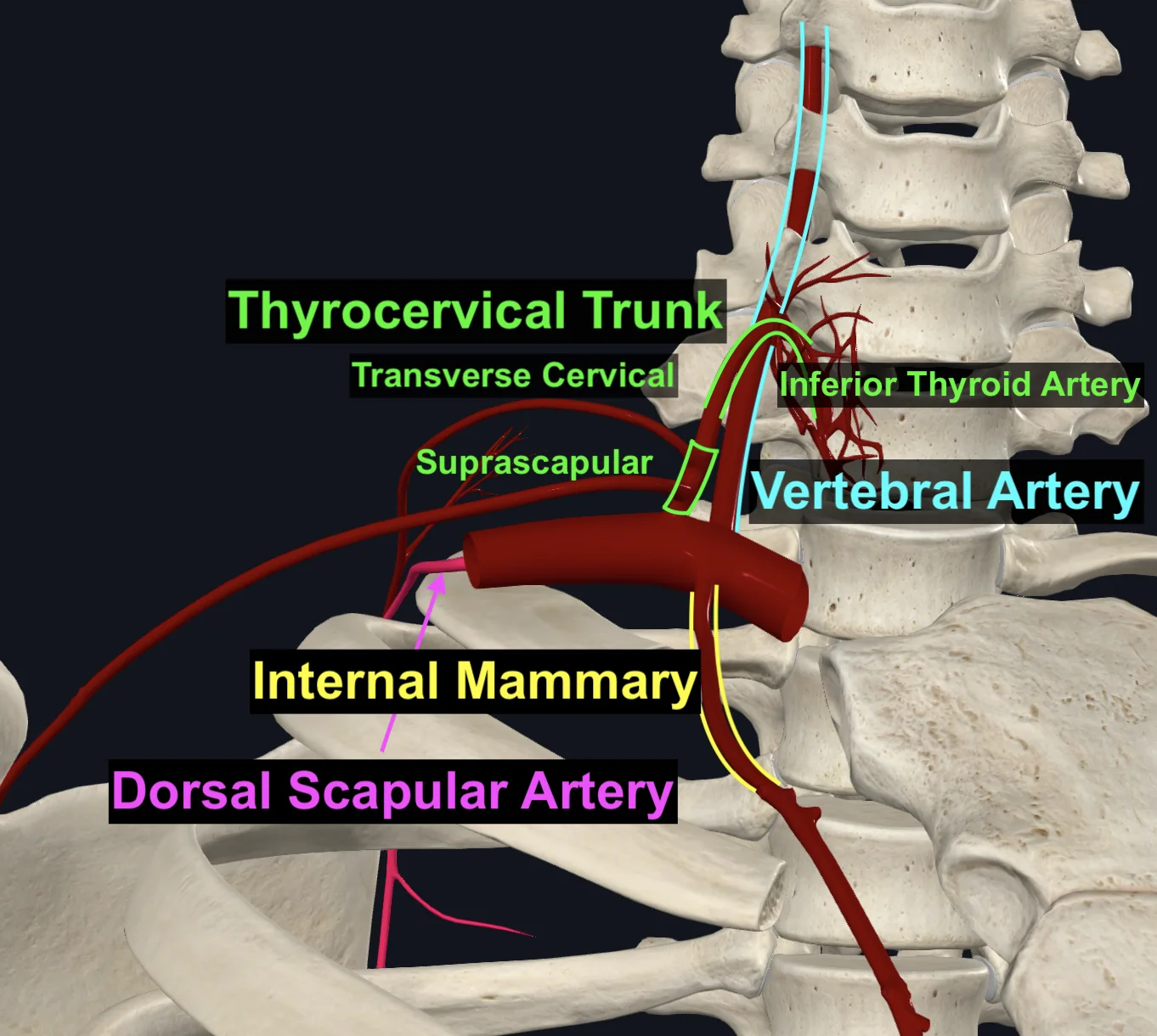 Subclavian Artery