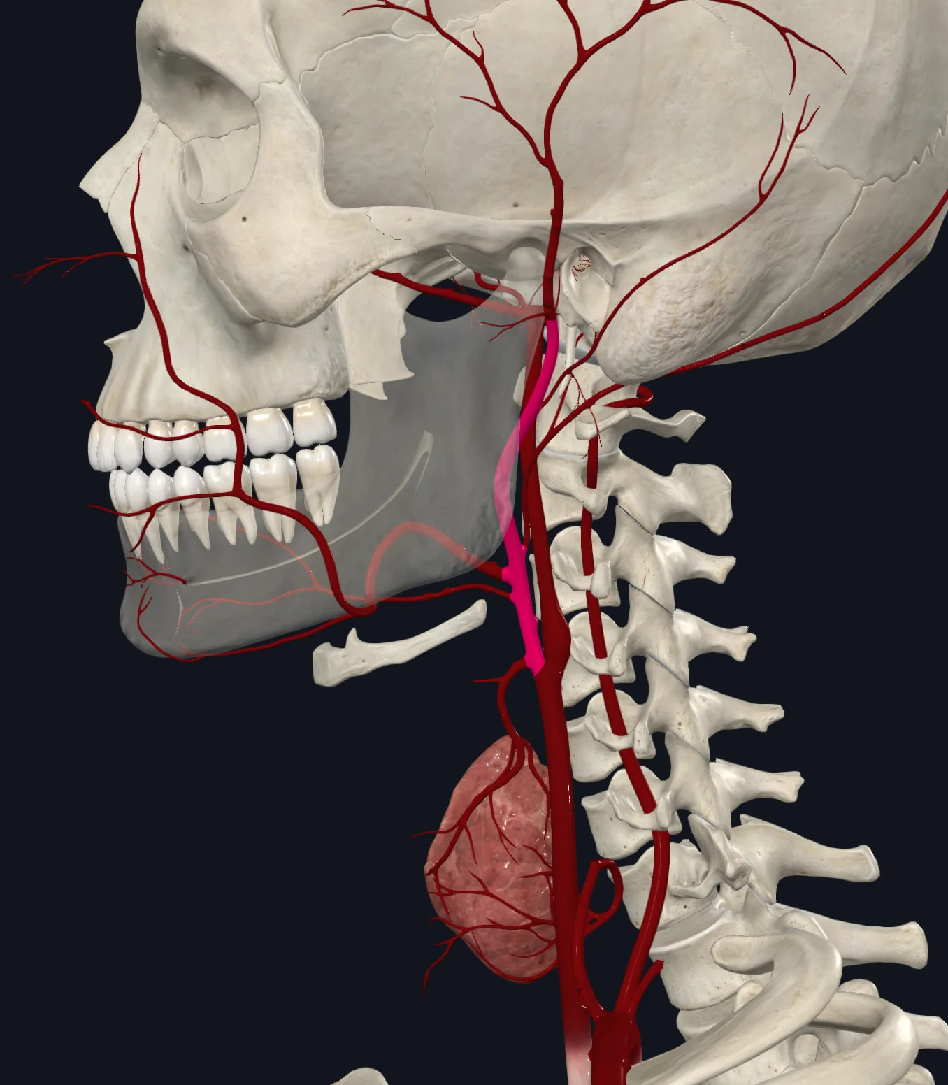 External Carotid Artery
