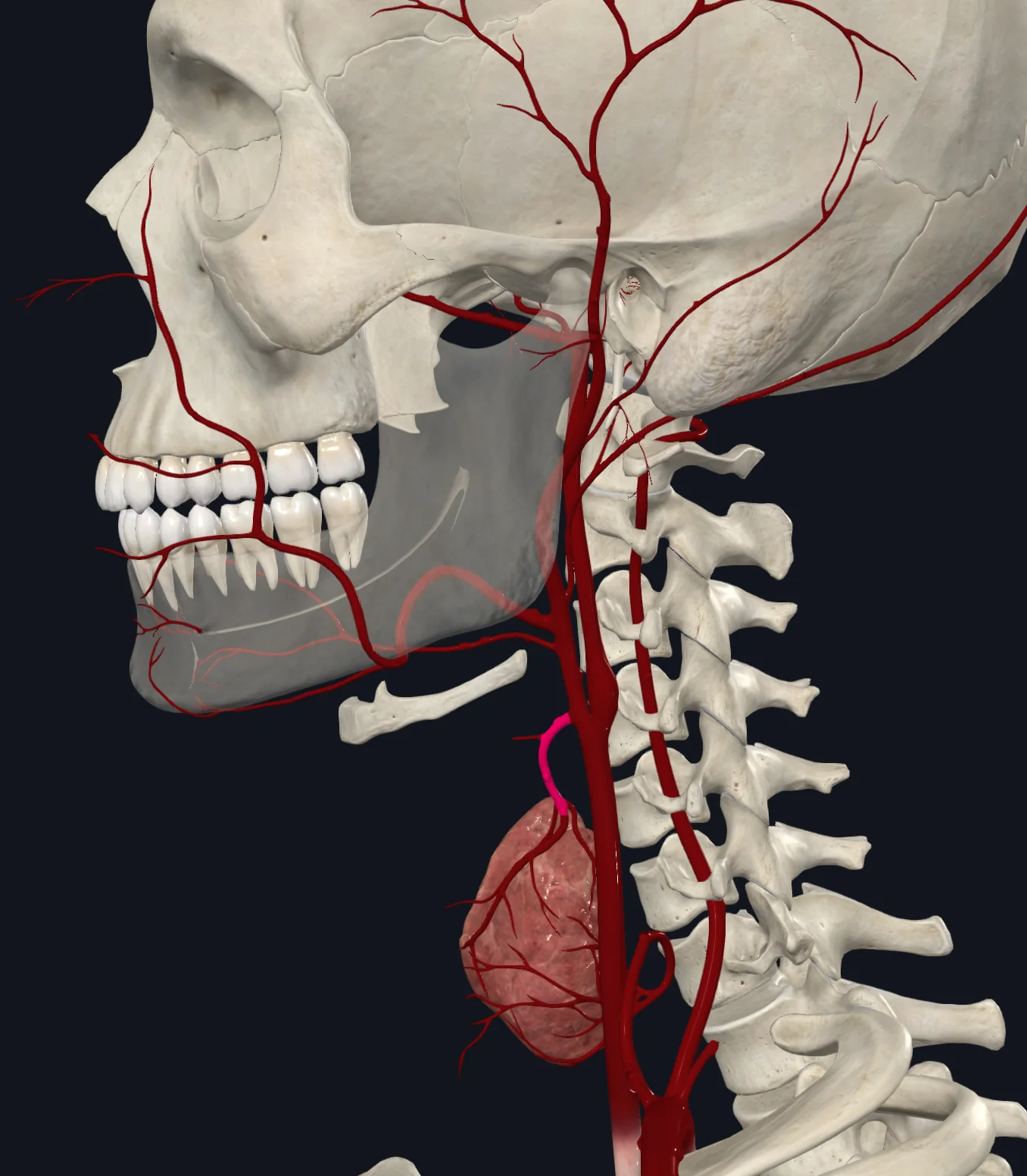 Superior Thyroid Artery