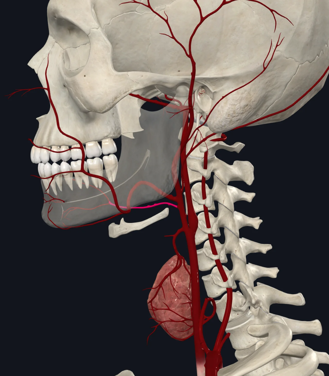 Lingual Artery