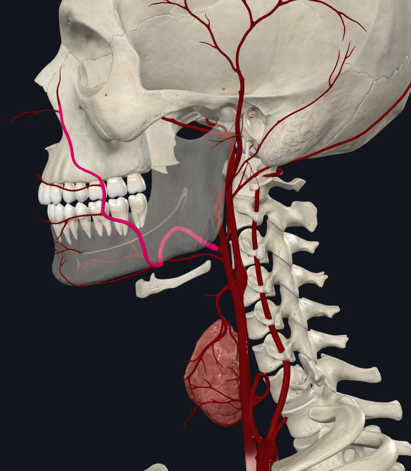 Facial Artery
