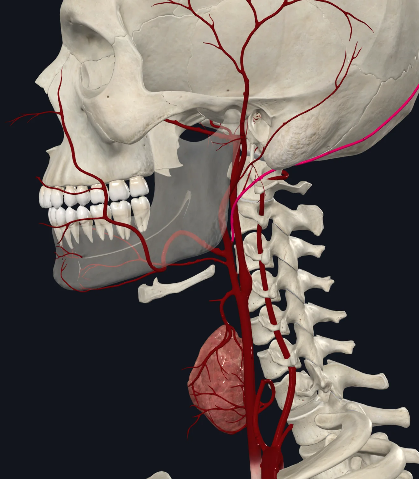 Occipital Artery