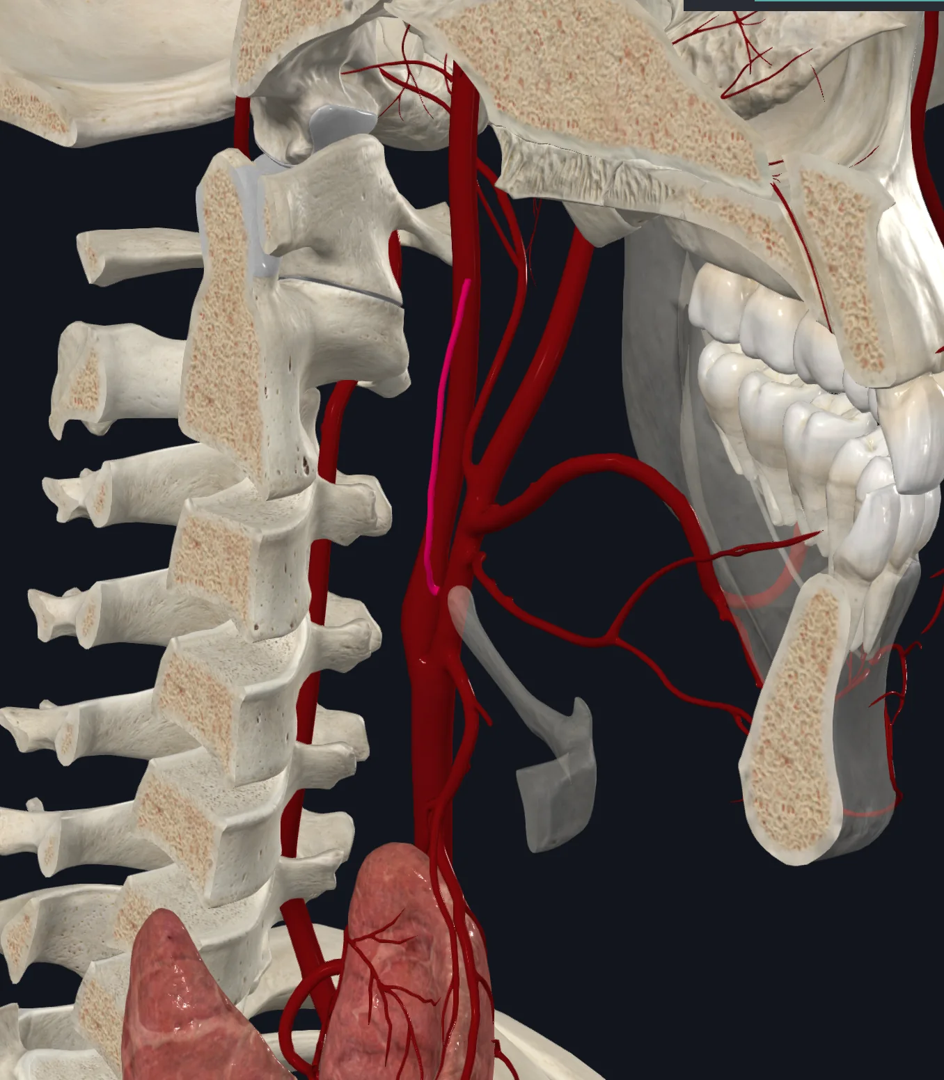Ascending pharyngeal artery