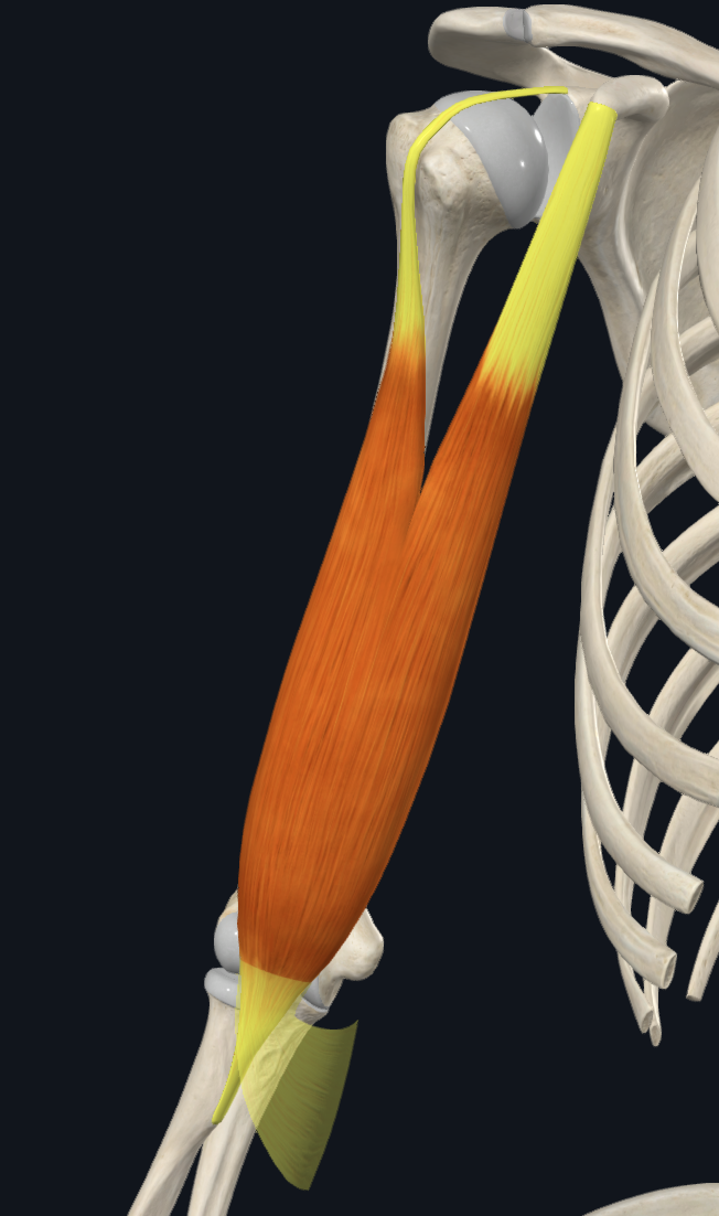 Biceps brachii muscle