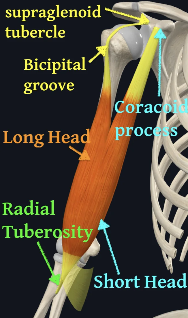 Biceps Brachii