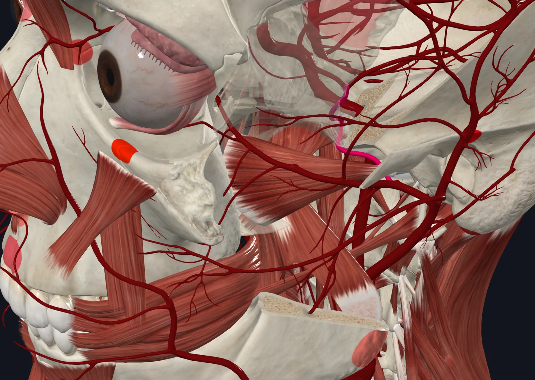 Middle Meningeal Artery