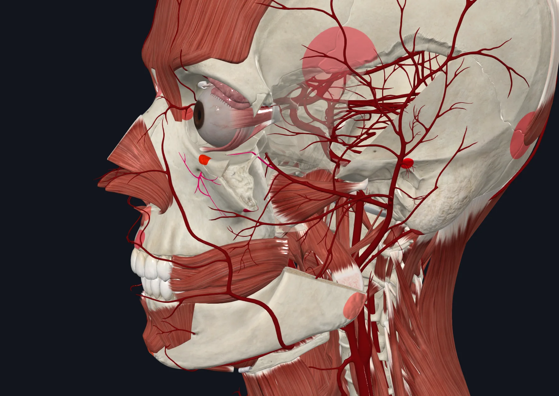 Infraorbital Artery (from Maxillary Artery)