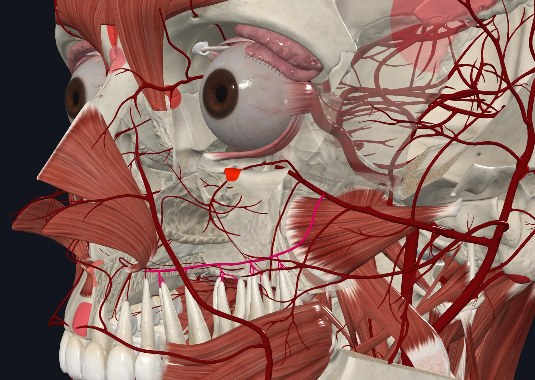 Superior Alveolar