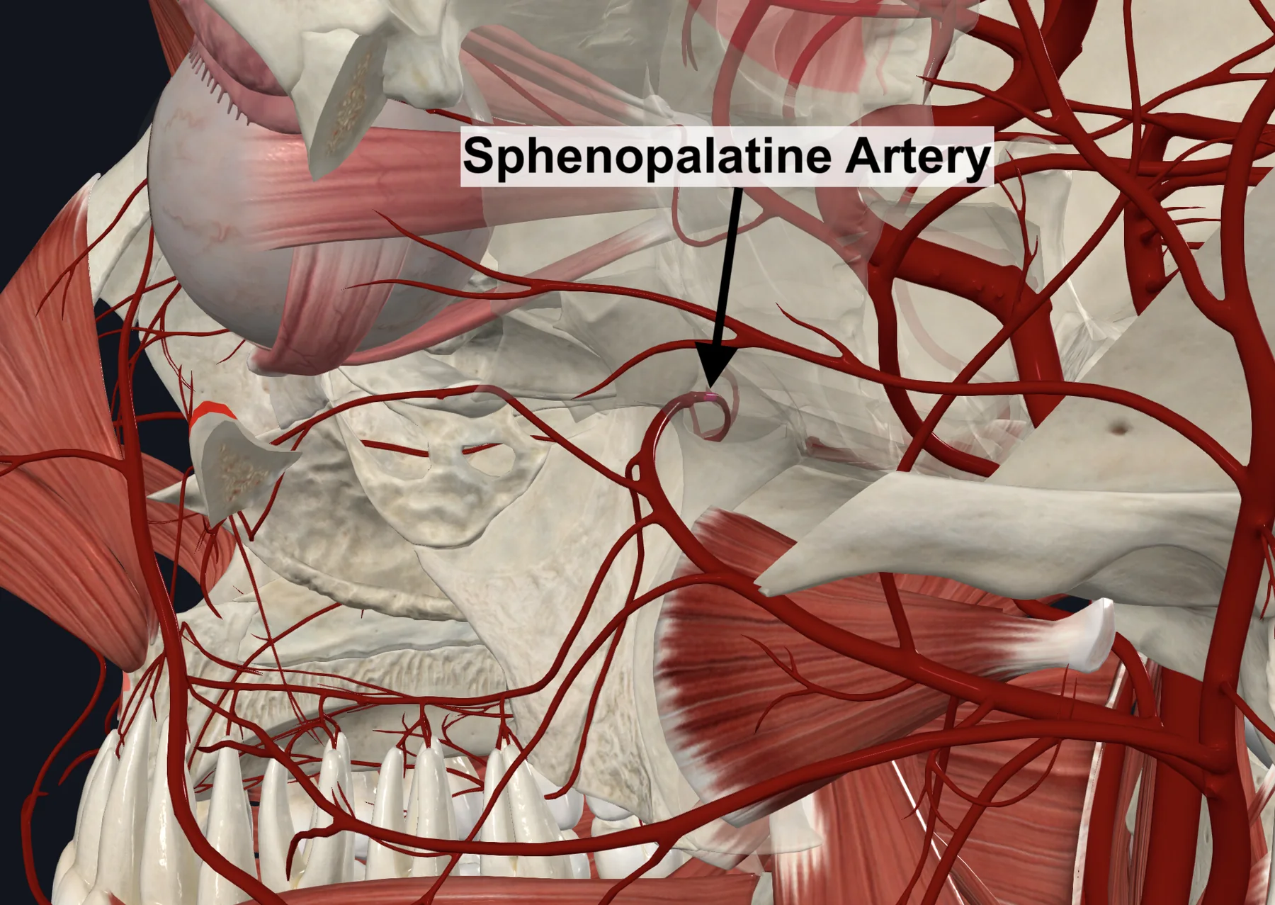 Sphenopalatine Artery