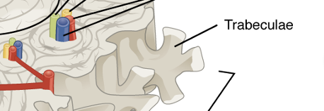 Trabeculae