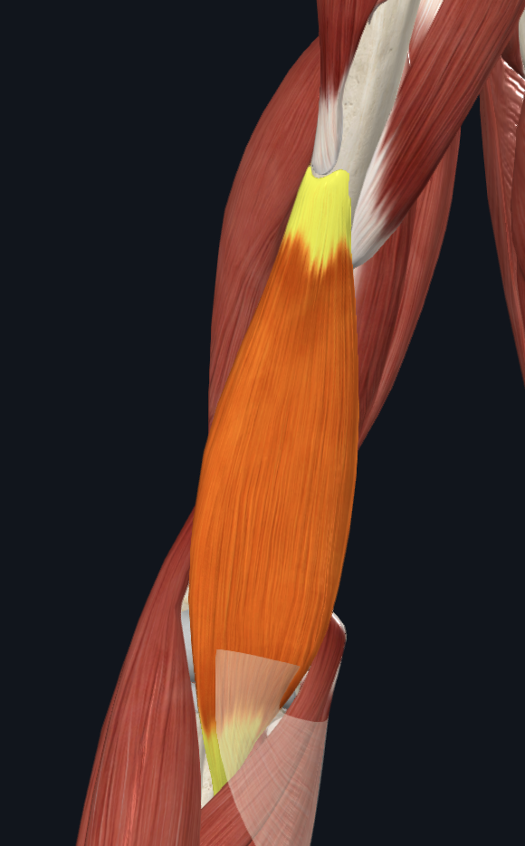 Brachialis muscle
