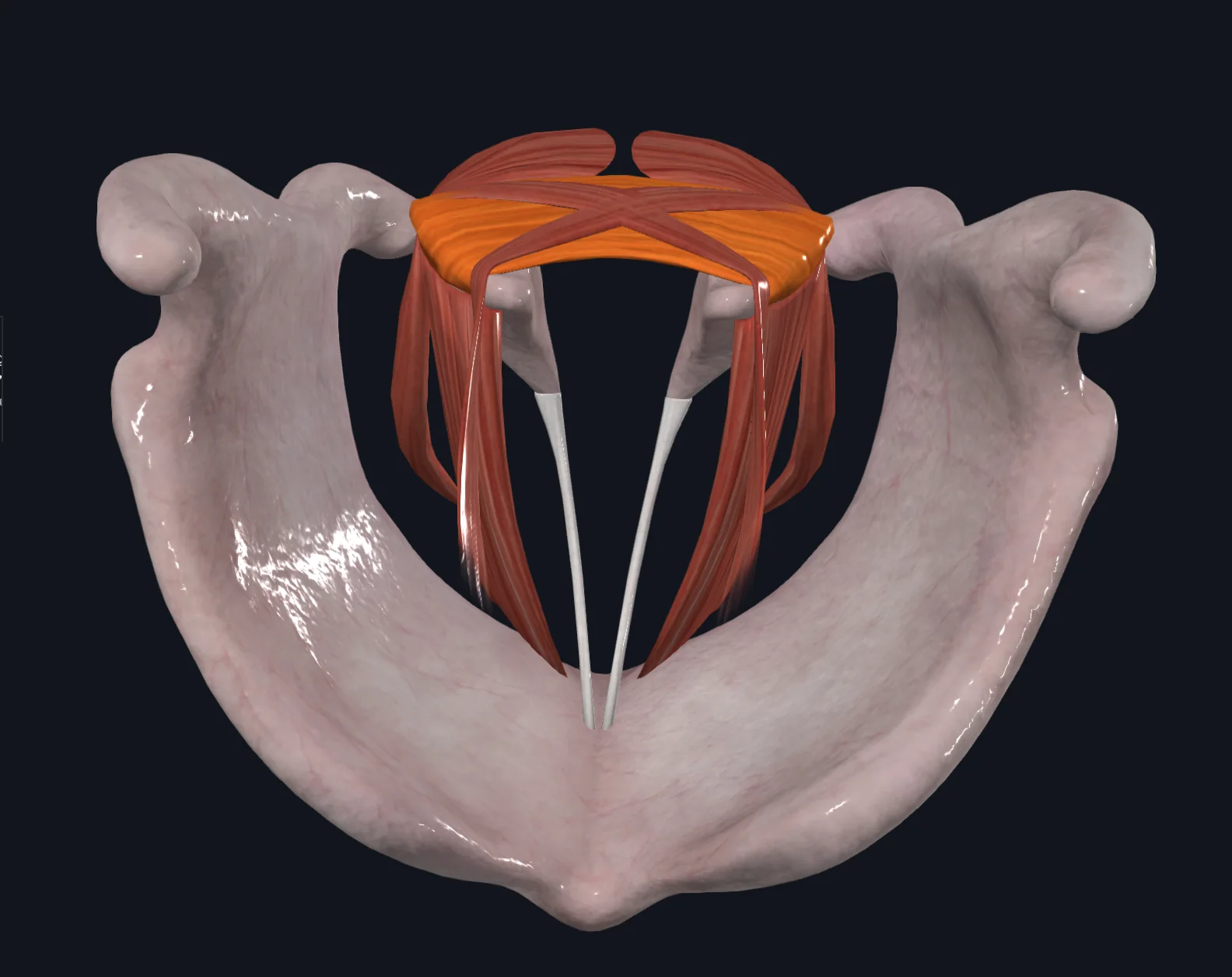 Transverse Arytenoid