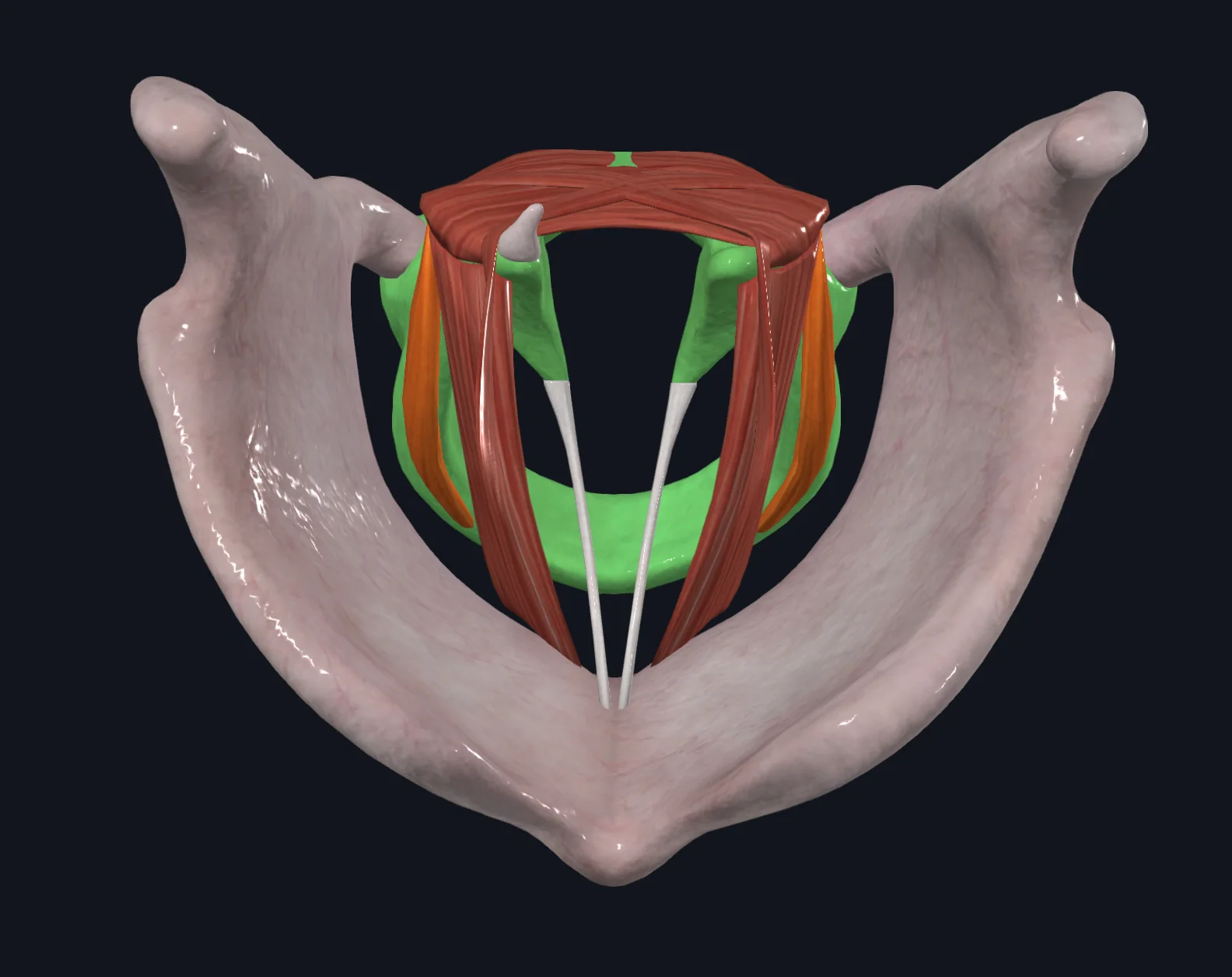 Cricoarytenoid